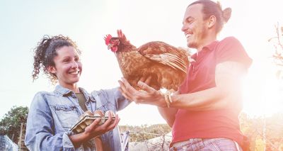 Chicken ownership on the rise, survey reveals